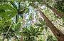 Rainforest on the island