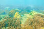 Sandy Straits Reef