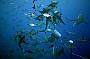 7 Day Cod Hole, Ribbon Reefs & Coral Sea Double/Twin ( Monday Departure )