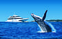 Whale watching