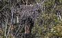 Eagle's nest