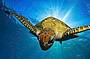 amazing marine life