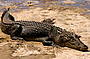 DAINTREE RIVER CRUISE- CROCODILE SPOTTING