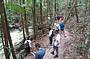 Walking in a rainforest