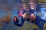 Snorkelling for Abalone 